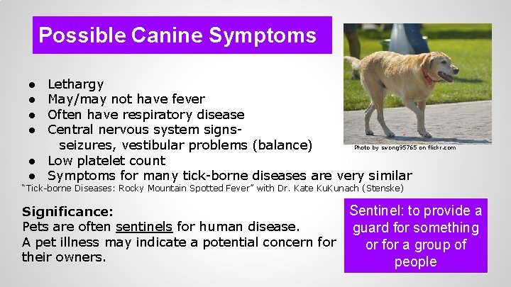 Possible Canine Symptoms ● ● Lethargy May/may not have fever Often have respiratory disease