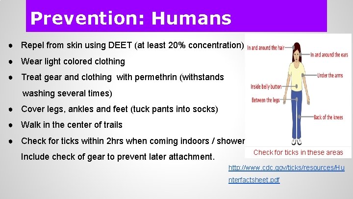 Prevention: Humans ● Repel from skin using DEET (at least 20% concentration) ● Wear