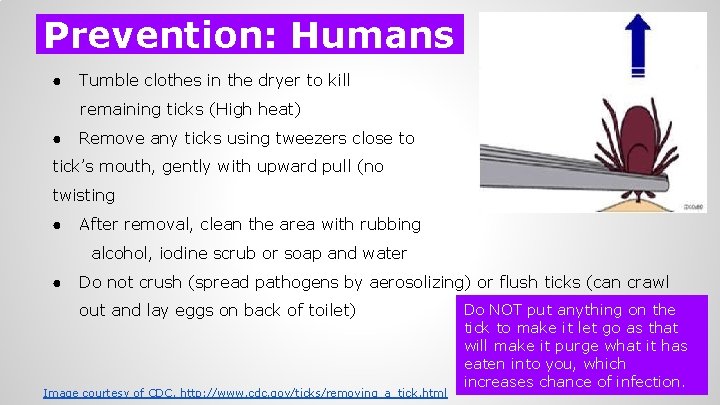 Prevention: Humans ● Tumble clothes in the dryer to kill remaining ticks (High heat)