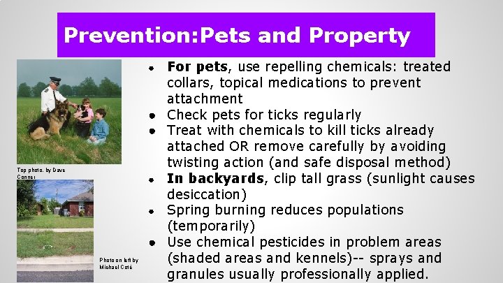 Prevention: Pets and Property For pets, use repelling chemicals: treated collars, topical medications to