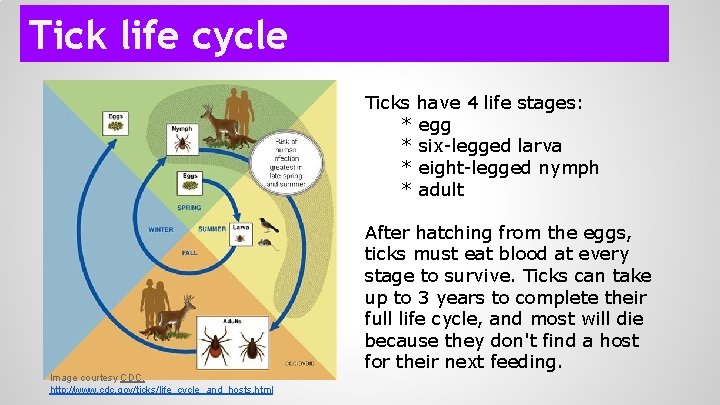 Tick life cycle Ticks have 4 life stages: * egg * six-legged larva *