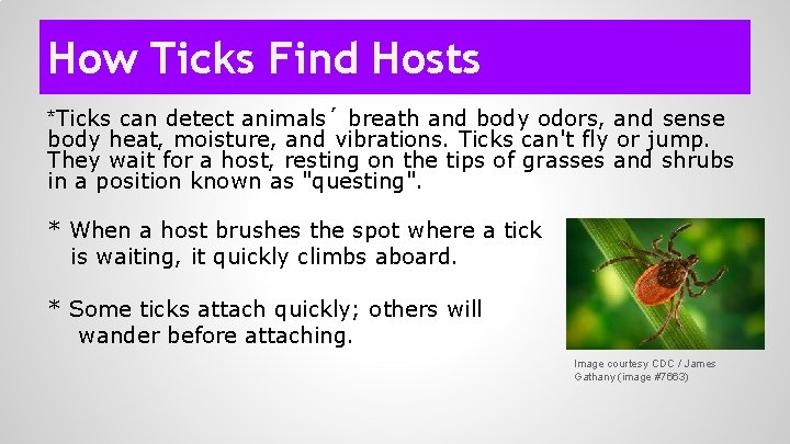 How Ticks Find Hosts *Ticks can detect animals´ breath and body odors, and sense