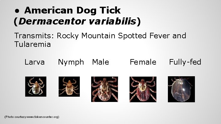 ● American Dog Tick (Dermacentor variabilis) Transmits: Rocky Mountain Spotted Fever and Tularemia Larva