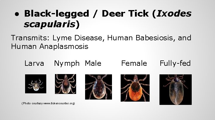 ● Black-legged / Deer Tick (Ixodes scapularis) Transmits: Lyme Disease, Human Babesiosis, and Human