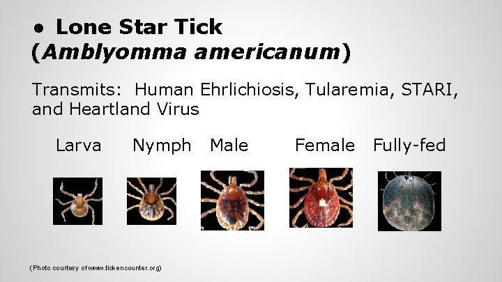 ● Lone Star Tick (Amblyomma americanum) Transmits: Human Ehrlichiosis, Tularemia, STARI, and Heartland Virus