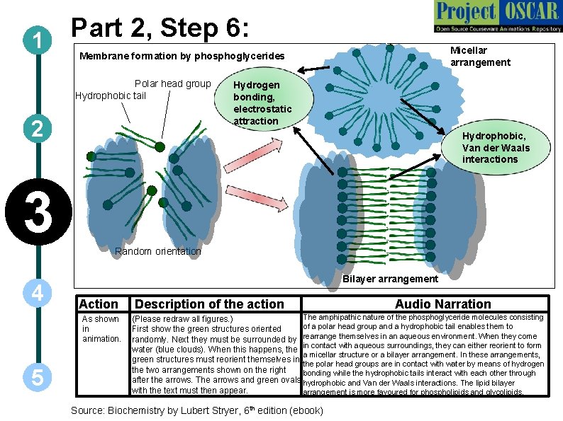Part 2, Step 6: 1 Micellar arrangement Membrane formation by phosphoglycerides Polar head group