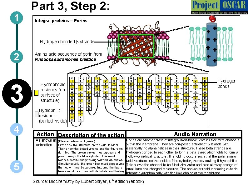 1 Part 3, Step 2: Integral proteins – Porins --- Hydrogen bonded b-strands 2