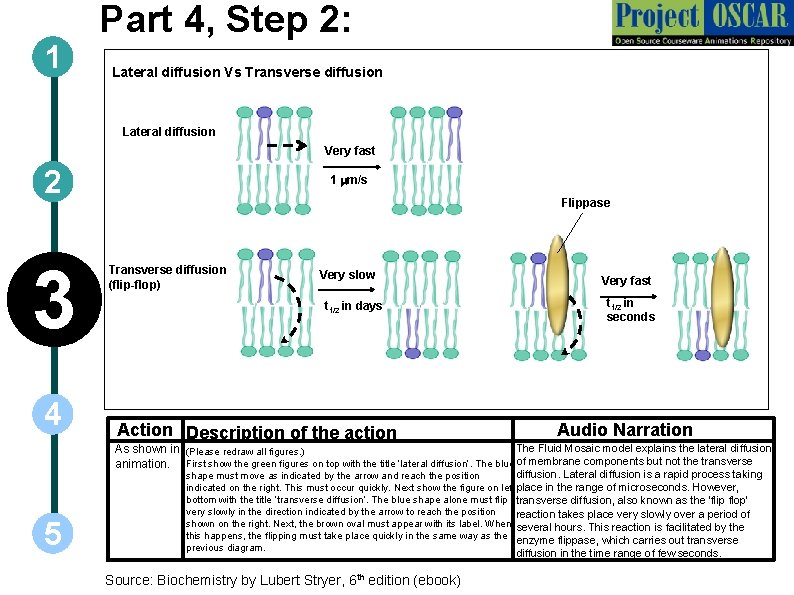 1 Part 4, Step 2: Lateral diffusion Vs Transverse diffusion Lateral diffusion Very fast