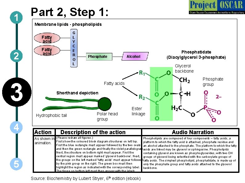 Part 2, Step 1: 1 Membrane lipids - phospholipids G L Y C E