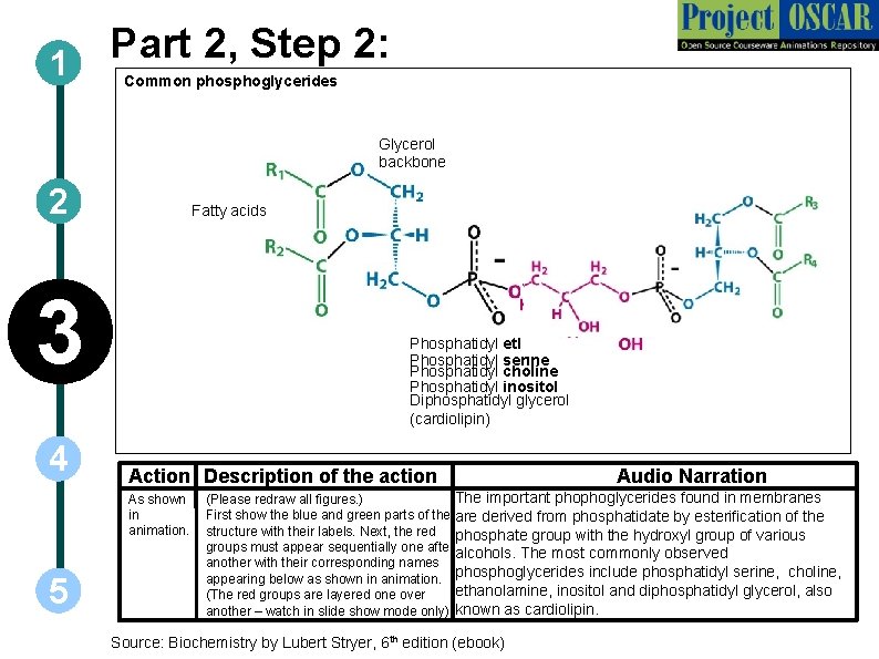 Part 2, Step 2: 1 Common phosphoglycerides Glycerol backbone 2 Fatty acids 3 4
