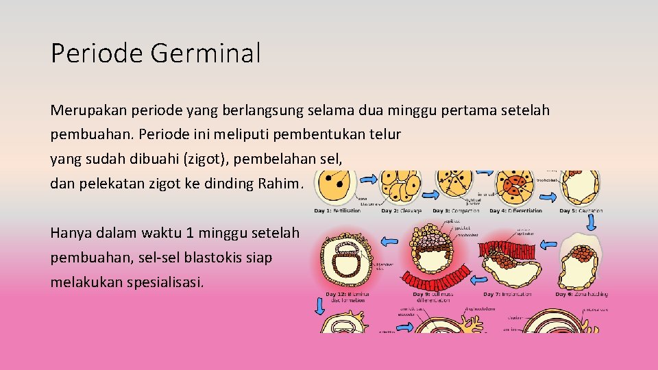 Periode Germinal Merupakan periode yang berlangsung selama dua minggu pertama setelah pembuahan. Periode ini