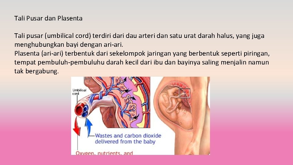 Tali Pusar dan Plasenta Tali pusar (umbilical cord) terdiri dau arteri dan satu urat
