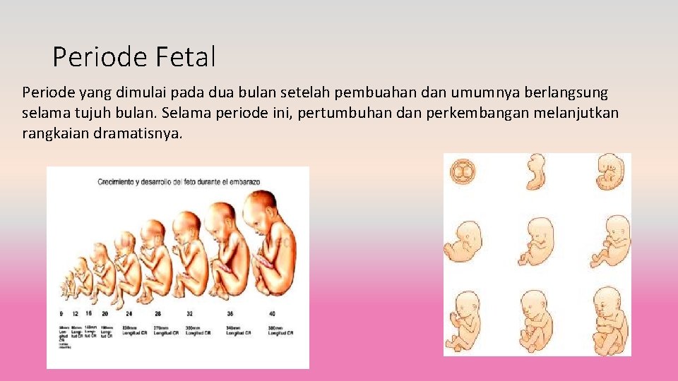 Periode Fetal Periode yang dimulai pada dua bulan setelah pembuahan dan umumnya berlangsung selama