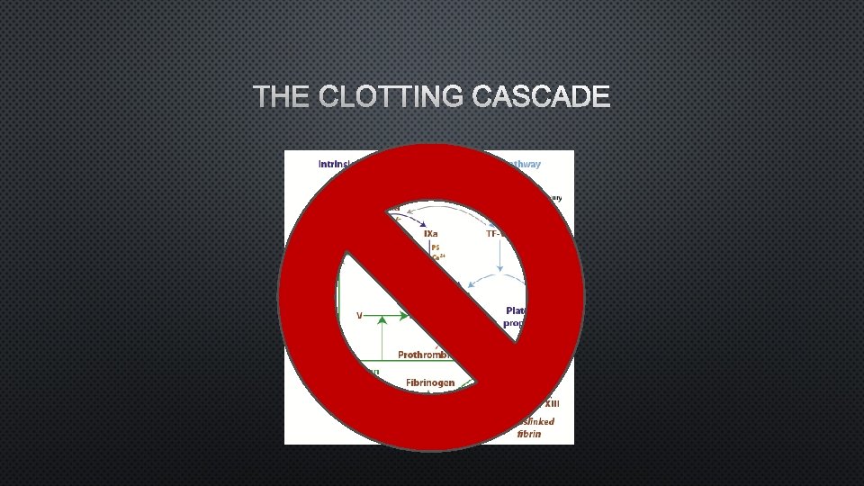 THE CLOTTING CASCADE 
