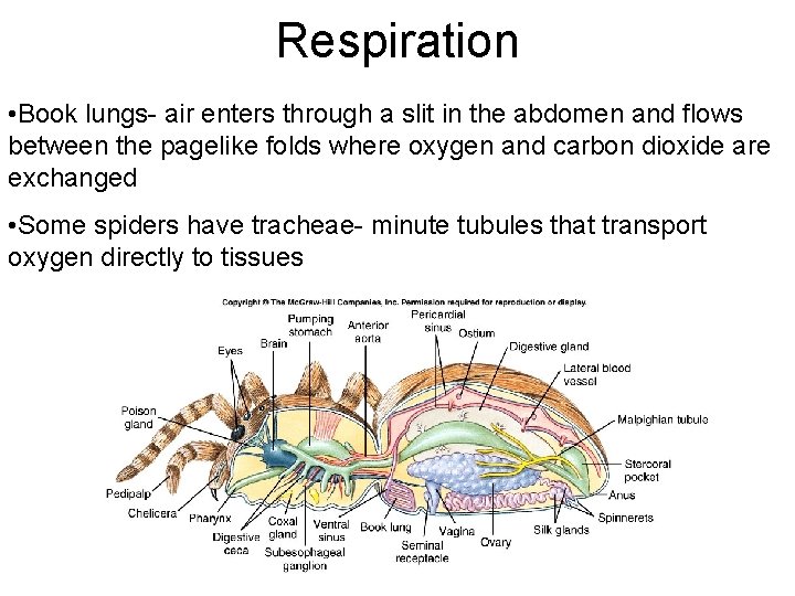Respiration • Book lungs- air enters through a slit in the abdomen and flows