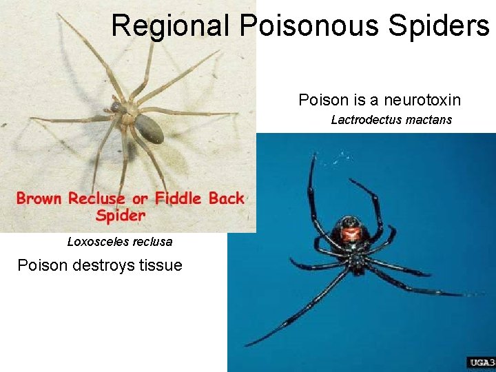 Regional Poisonous Spiders Poison is a neurotoxin Lactrodectus mactans Loxosceles reclusa Poison destroys tissue