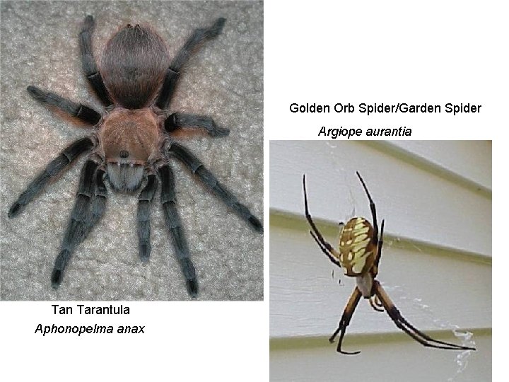 Golden Orb Spider/Garden Spider Argiope aurantia Tan Tarantula Aphonopelma anax 