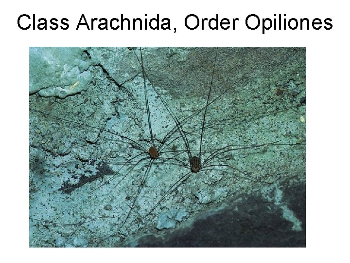 Class Arachnida, Order Opiliones 