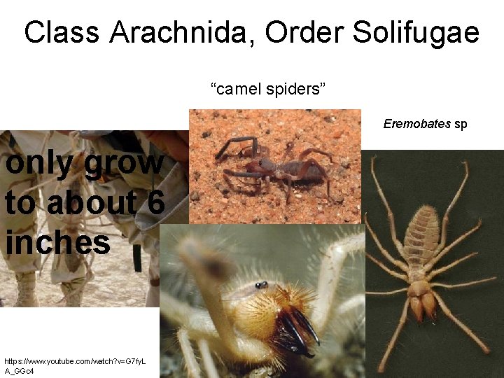 Class Arachnida, Order Solifugae “camel spiders” Eremobates sp only grow to about 6 inches