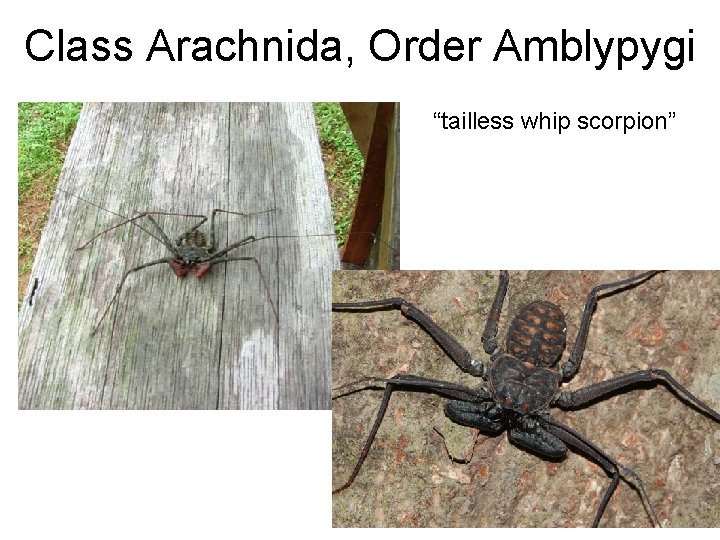 Class Arachnida, Order Amblypygi “tailless whip scorpion” 