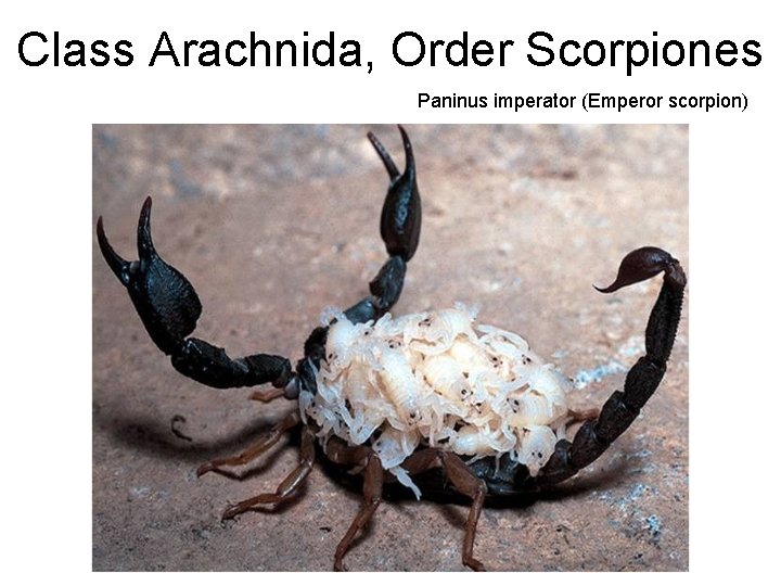 Class Arachnida, Order Scorpiones Paninus imperator (Emperor scorpion) 