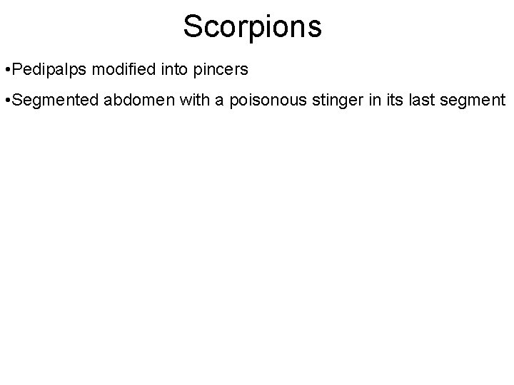 Scorpions • Pedipalps modified into pincers • Segmented abdomen with a poisonous stinger in