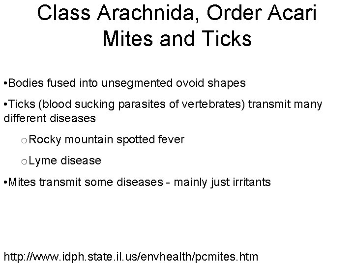 Class Arachnida, Order Acari Mites and Ticks • Bodies fused into unsegmented ovoid shapes
