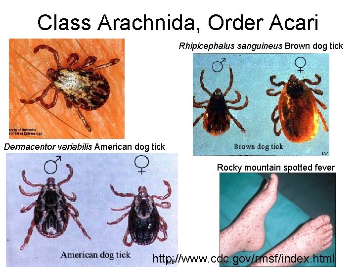Class Arachnida, Order Acari Rhipicephalus sanguineus Brown dog tick Dermacentor variabilis American dog tick