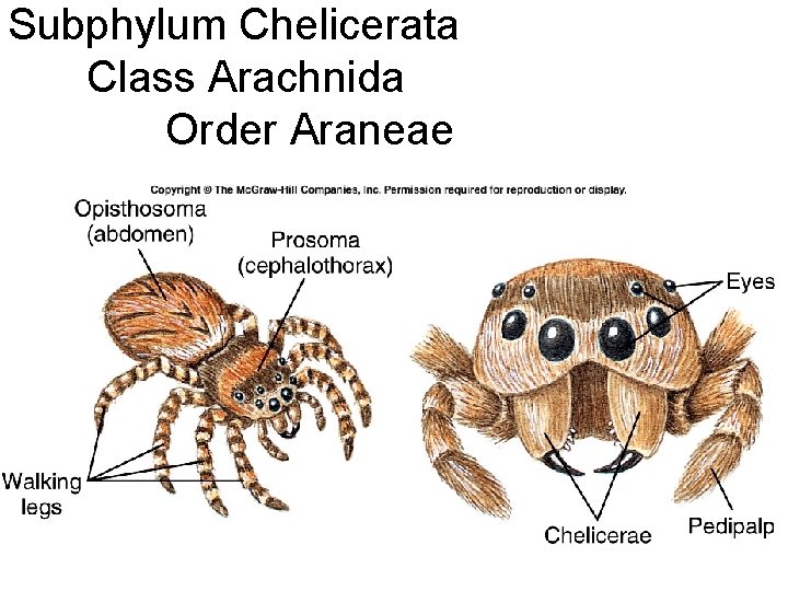 Subphylum Chelicerata Class Arachnida Order Araneae 