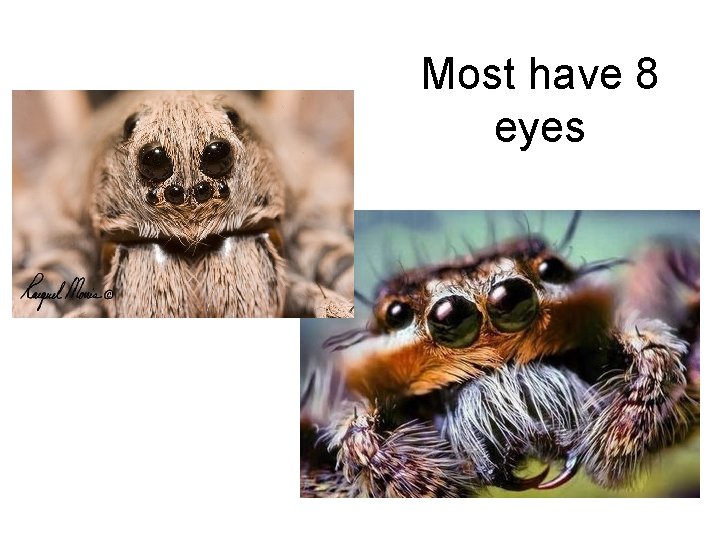 Most have 8 eyes 