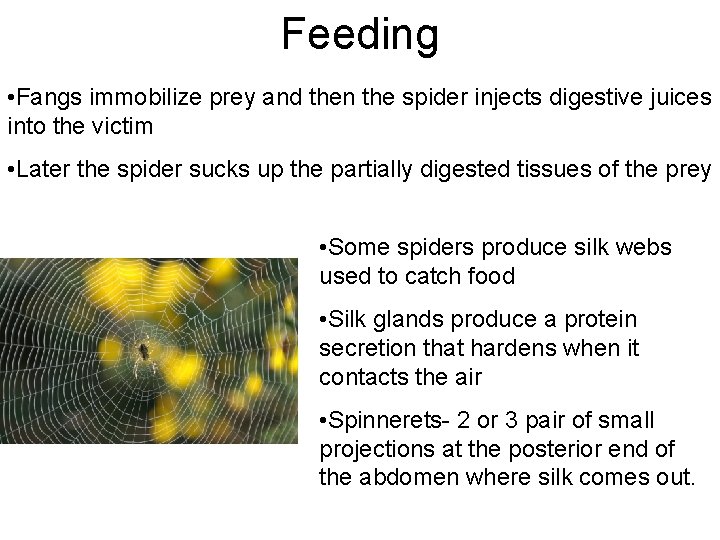 Feeding • Fangs immobilize prey and then the spider injects digestive juices into the