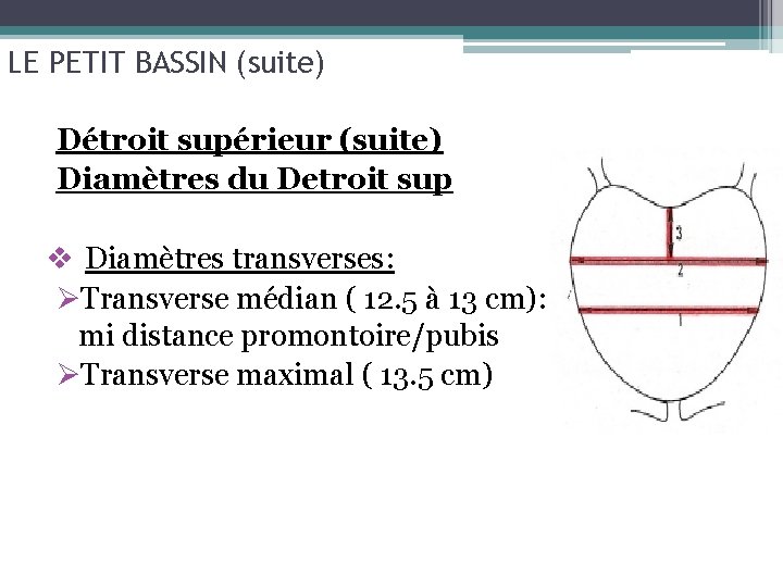 LE PETIT BASSIN (suite) Détroit supérieur (suite) Diamètres du Detroit sup v Diamètres transverses: