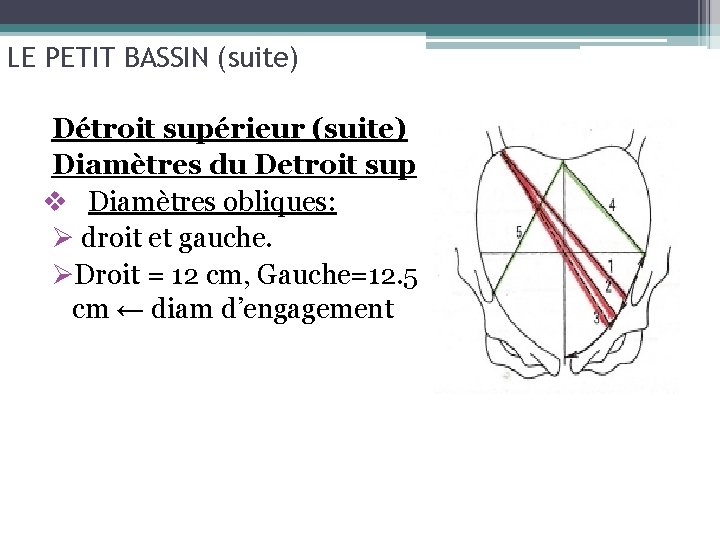 LE PETIT BASSIN (suite) Détroit supérieur (suite) Diamètres du Detroit sup v Diamètres obliques: