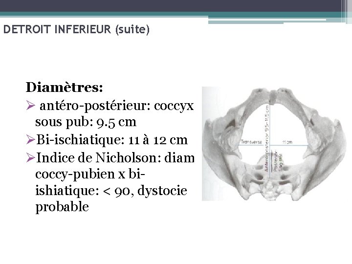 DETROIT INFERIEUR (suite) Diamètres: Ø antéro-postérieur: coccyx sous pub: 9. 5 cm ØBi-ischiatique: 11