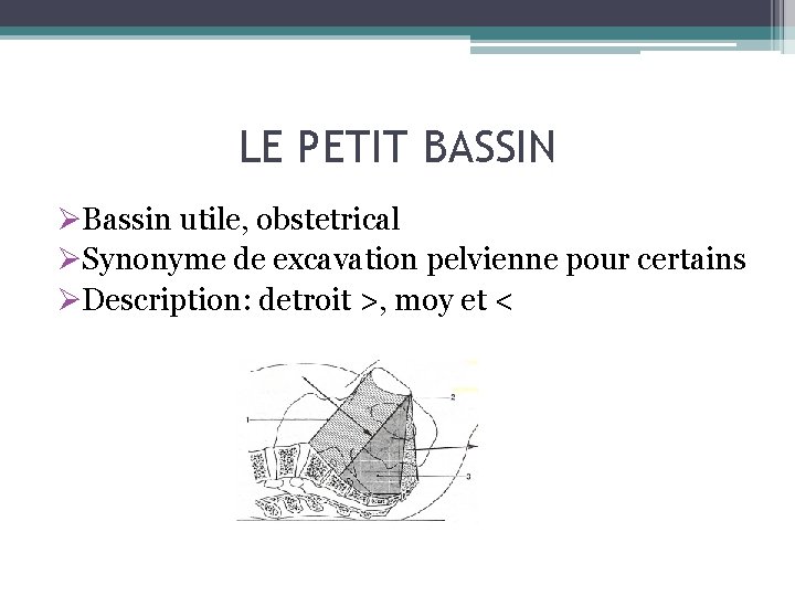 LE PETIT BASSIN ØBassin utile, obstetrical ØSynonyme de excavation pelvienne pour certains ØDescription: detroit