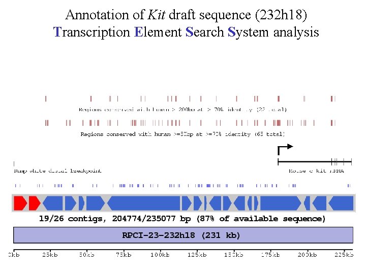 Annotation of Kit draft sequence (232 h 18) Transcription Element Search System analysis 