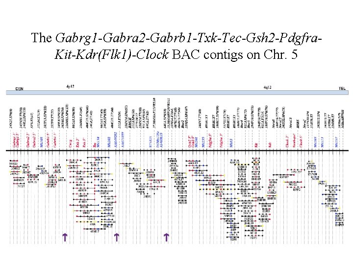The Gabrg 1 -Gabra 2 -Gabrb 1 -Txk-Tec-Gsh 2 -Pdgfra. Kit-Kdr(Flk 1)-Clock BAC contigs