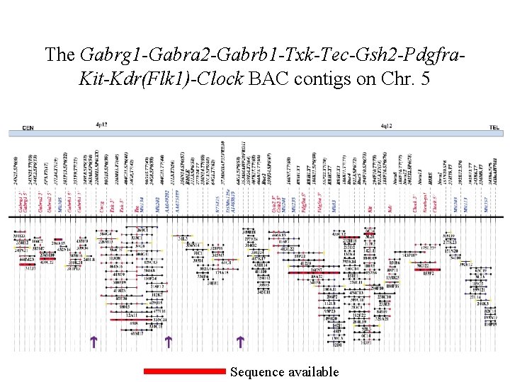 The Gabrg 1 -Gabra 2 -Gabrb 1 -Txk-Tec-Gsh 2 -Pdgfra. Kit-Kdr(Flk 1)-Clock BAC contigs