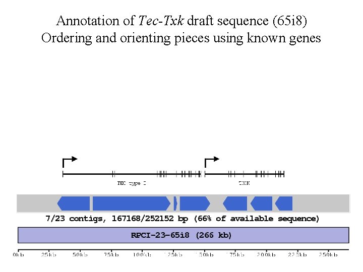 Annotation of Tec-Txk draft sequence (65 i 8) Ordering and orienting pieces using known