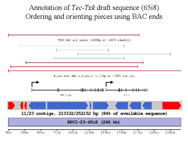 Annotation of Tec-Txk draft sequence (65 i 8) Ordering and orienting pieces using BAC