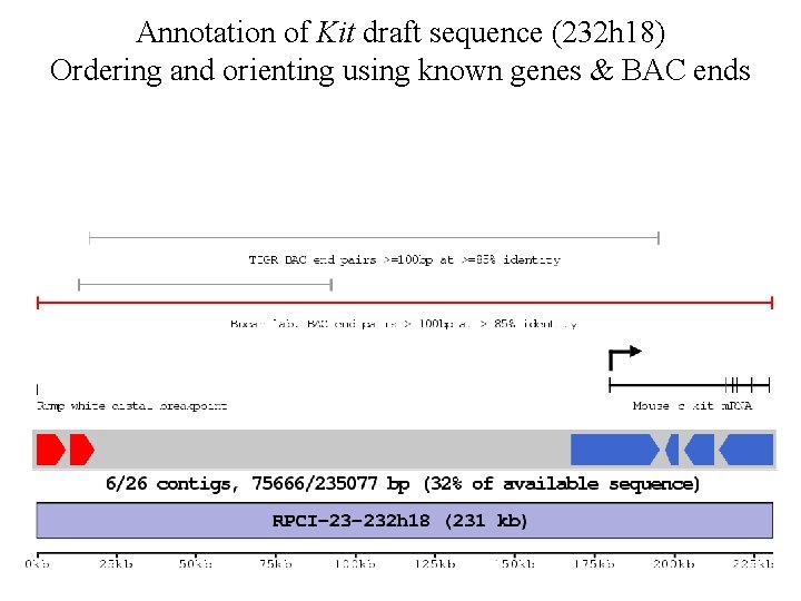 Annotation of Kit draft sequence (232 h 18) Ordering and orienting using known genes