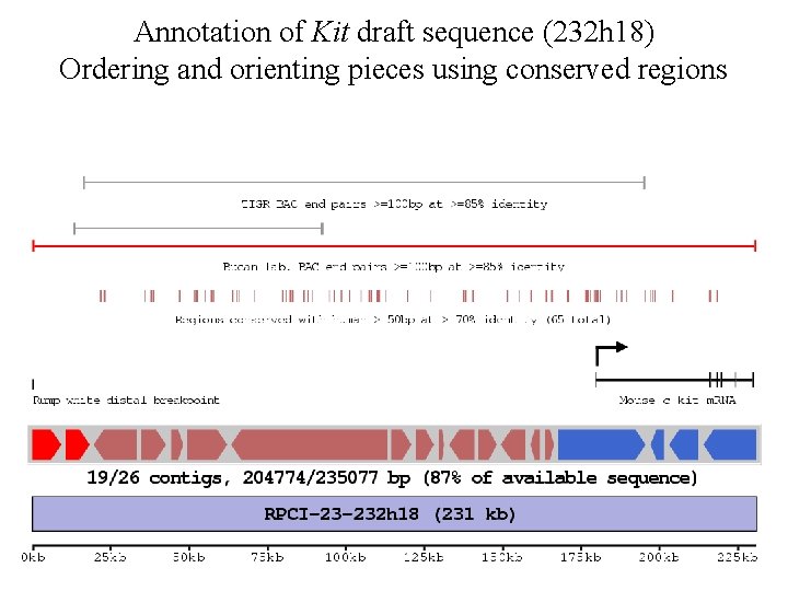 Annotation of Kit draft sequence (232 h 18) Ordering and orienting pieces using conserved