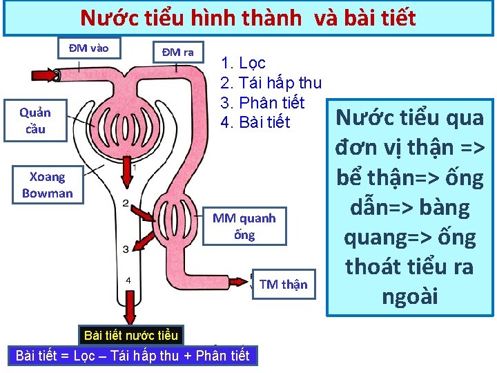 Nước tiểu hình thành và bài tiết ĐM vào ĐM ra Quản cầu 1.