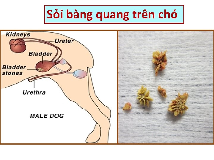 Sỏi bàng quang trên chó 