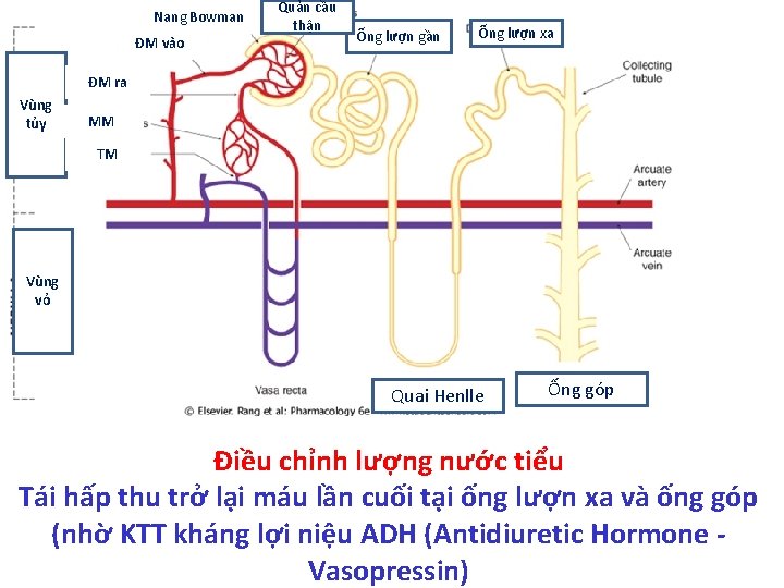 Nang Bowman ĐM vào Quản cầu thận Ống lượn gần Ống lượn xa ĐM