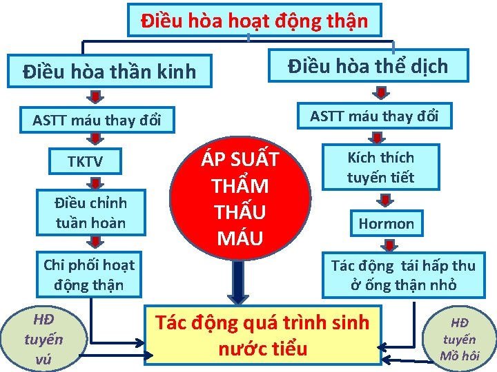 Điều hòa hoạt động thận Điều hòa thể dịch Điều hòa thần kinh ASTT