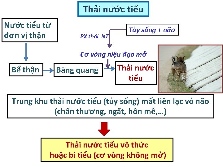 Thải nước tiểu Nước tiểu từ đơn vị thận PX thải NT Tủy sống