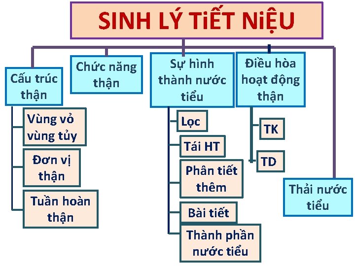 SINH LÝ TiẾT NiỆU Cấu trúc thận Chức năng thận Vùng vỏ vùng tủy