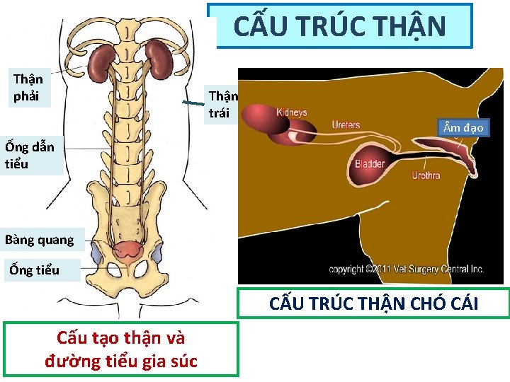 CẤU TRÚC THẬN Thận phải Thận trái m đạo Ống dẫn tiểu Bàng quang