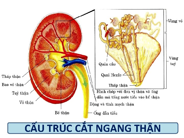 CẤU TRÚC CẮT NGANG THẬN 